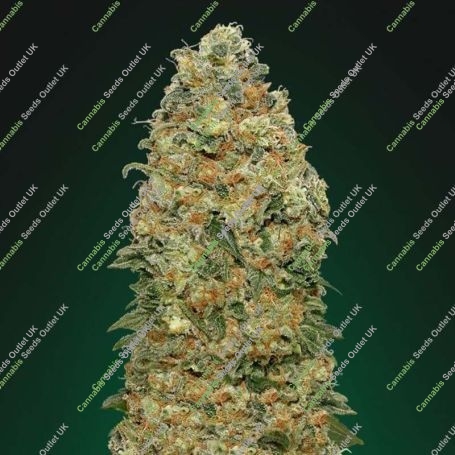 White Widow Feminized Marijuana Strain by OO Seeds For Sale Online at Cannabis Seeds Outlet