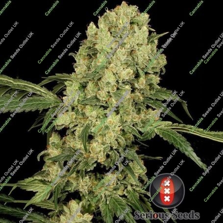 AK47 Original Feminized Marijuana Strain by Serious Seeds For Sale Online at Cannabis Seeds Outlet