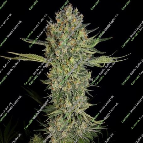 Serious Kush Feminized Marijuana Strain by Serious Seeds For Sale Online at Cannabis Seeds Outlet
