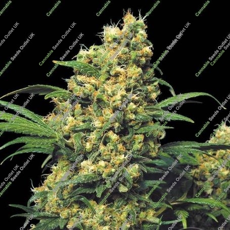 Warlock Feminized Marijuana Strain by Serious Seeds For Sale Online at Cannabis Seeds Outlet