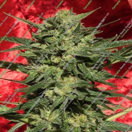 White Russian Auto Feminized Marijuana Strain by Serious Seeds For Sale Online at Cannabis Seeds Outlet