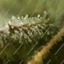 White Russian Feminized by Serious Seeds THC Content Potency Strength CBD Height Yield Flowering Time Indica Sativa Genetics
