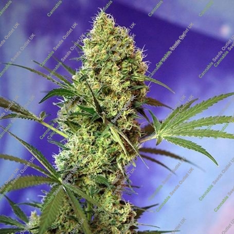 Big Devil Automatic Feminized Marijuana Strain by Sweet Seeds For Sale Online at Cannabis Seeds Outlet
