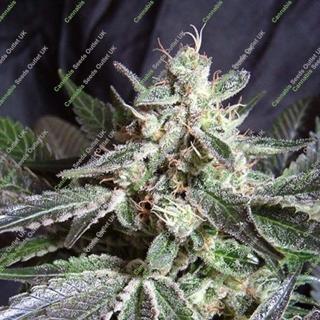 Black Jack Fast V Feminized Marijuana Strain by Sweet Seeds For Sale Online at Cannabis Seeds Outlet