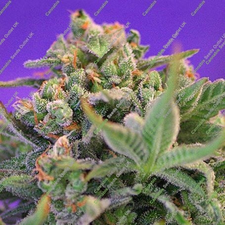 Cheese Fast V Feminized Marijuana Strain by Sweet Seeds For Sale Online at Cannabis Seeds Outlet