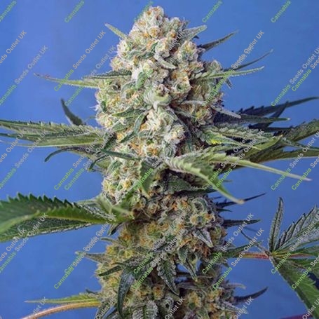Crystal Candy Fast V Feminized Marijuana Strain by Sweet Seeds For Sale Online at Cannabis Seeds Outlet