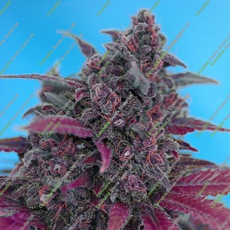 Dark Devil Auto Feminized Marijuana Strain by Sweet Seeds For Sale Online at Cannabis Seeds Outlet