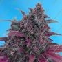 Dark Devil Auto Feminized Marijuana Strain by Sweet Seeds For Sale Online at Cannabis Seeds Outlet