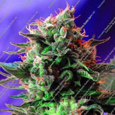 Jack 47 Fast V Feminized Marijuana Strain by Sweet Seeds For Sale Online at Cannabis Seeds Outlet