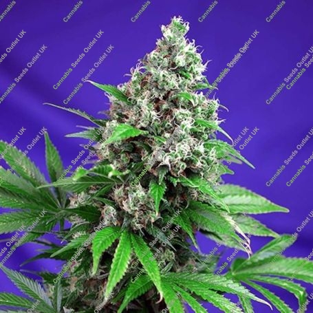Killer Kush Fast V Feminized Marijuana Strain by Sweet Seeds For Sale Online at Cannabis Seeds Outlet
