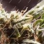 S.A.D. Fast V Feminized by Sweet Seeds THC Content Potency Strength CBD Height Yield Flowering Time Indica Sativa Genetics