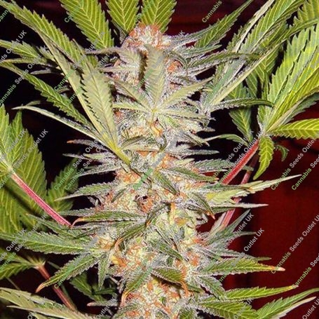 S.A.D. Feminized Marijuana Strain by Sweet Seeds For Sale Online at Cannabis Seeds Outlet