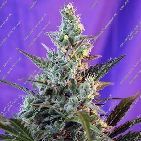 Sweet Skunk Fast V Feminized Marijuana Strain by Sweet Seeds For Sale Online at Cannabis Seeds Outlet