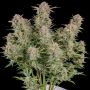 Bruce Banner Auto Marijuana Strain by Fast Buds For Sale Online at Cannabis Seeds Outlet