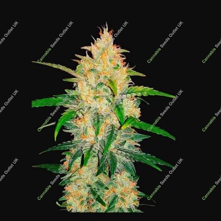 Zkittlez Auto Marijuana Strain by Fast Buds For Sale Online at Cannabis Seeds Outlet