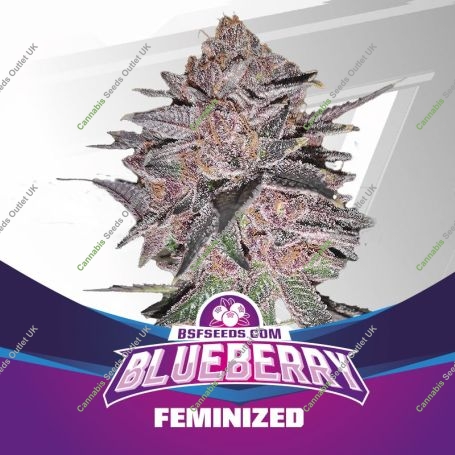 Blueberry Marijuana Strain by Bigger Stronger Faster For Sale Online at Cannabis Seeds Outlet