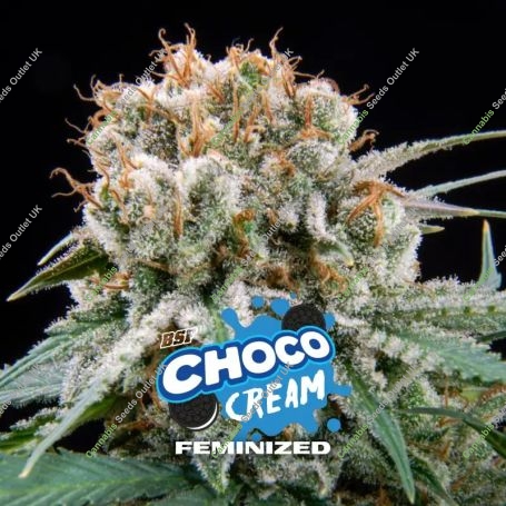 Choco Cream Marijuana Strain by Bigger Stronger Faster For Sale Online at Cannabis Seeds Outlet