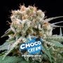 Choco Cream Marijuana Strain by Bigger Stronger Faster For Sale Online at Cannabis Seeds Outlet