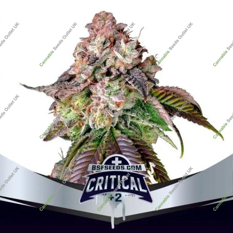 Critical +2 Marijuana Strain by Bigger Stronger Faster For Sale Online at Cannabis Seeds Outlet