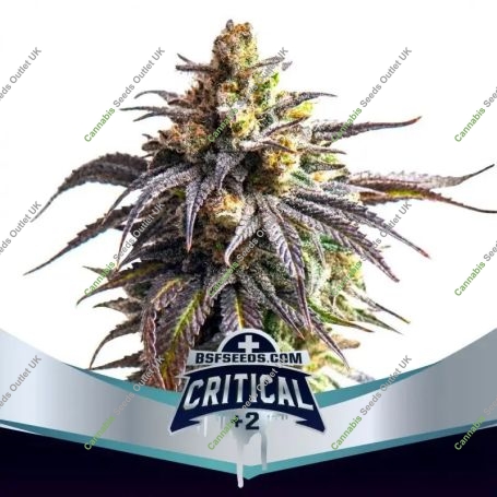 Critical +2 XXL Auto Marijuana Strain by Bigger Stronger Faster For Sale Online at Cannabis Seeds Outlet