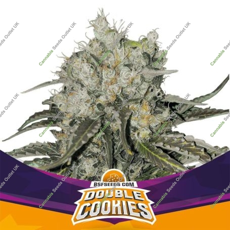 Double Cookies Marijuana Strain by Bigger Stronger Faster For Sale Online at Cannabis Seeds Outlet