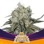 Double Cookies Marijuana Strain by Bigger Stronger Faster For Sale Online at Cannabis Seeds Outlet