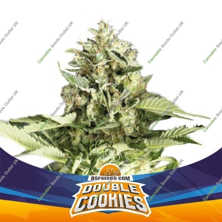 Double Cookies XL Auto Marijuana Strain by Bigger Stronger Faster For Sale Online at Cannabis Seeds Outlet