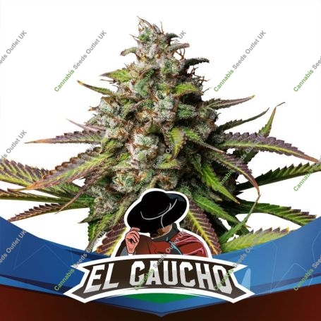 El Gaucho Fast V Marijuana Strain by Bigger Stronger Faster For Sale Online at Cannabis Seeds Outlet