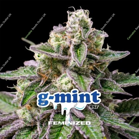 Gmint Marijuana Strain by Bigger Stronger Faster For Sale Online at Cannabis Seeds Outlet