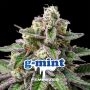 Gmint Marijuana Strain by Bigger Stronger Faster For Sale Online at Cannabis Seeds Outlet