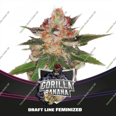 Gorilla Banana Marijuana Strain by Bigger Stronger Faster For Sale Online at Cannabis Seeds Outlet