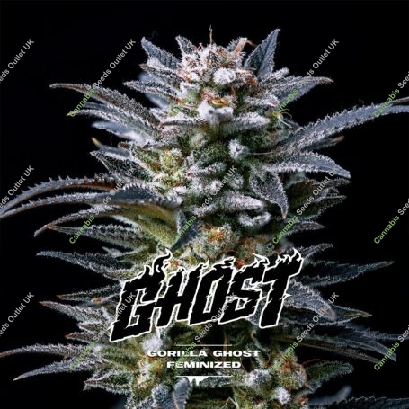 Gorilla Ghost Marijuana Strain by Bigger Stronger Faster For Sale Online at Cannabis Seeds Outlet