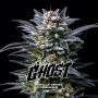 Gorilla Ghost Marijuana Strain by Bigger Stronger Faster For Sale Online at Cannabis Seeds Outlet