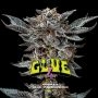 Gorilla Glue 4 Marijuana Strain by Bigger Stronger Faster For Sale Online at Cannabis Seeds Outlet