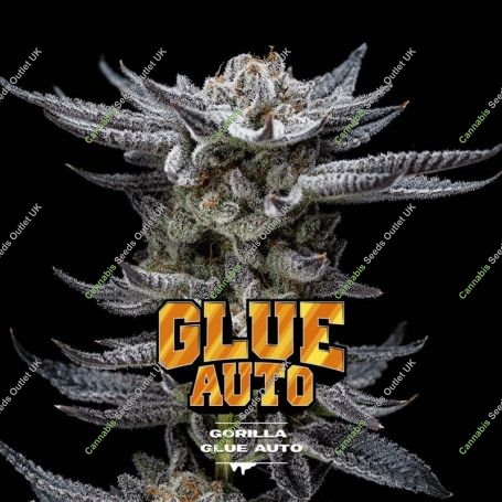Gorilla Glue Auto Marijuana Strain by Bigger Stronger Faster For Sale Online at Cannabis Seeds Outlet