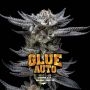Gorilla Glue Auto Marijuana Strain by Bigger Stronger Faster For Sale Online at Cannabis Seeds Outlet