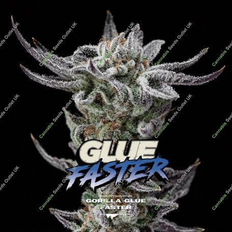 Gorilla Glue Faster Marijuana Strain by Bigger Stronger Faster For Sale Online at Cannabis Seeds Outlet