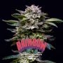 Gorilla Rainbow Marijuana Strain by Bigger Stronger Faster For Sale Online at Cannabis Seeds Outlet