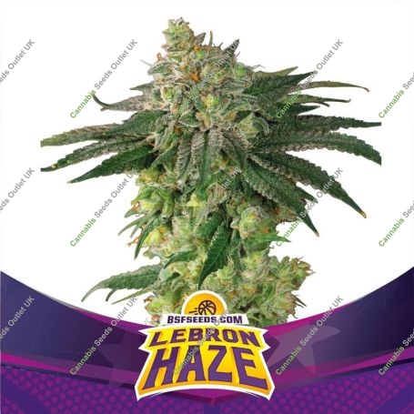 Lebron Haze Marijuana Strain by Bigger Stronger Faster For Sale Online at Cannabis Seeds Outlet