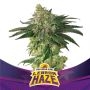 Lebron Haze Marijuana Strain by Bigger Stronger Faster For Sale Online at Cannabis Seeds Outlet