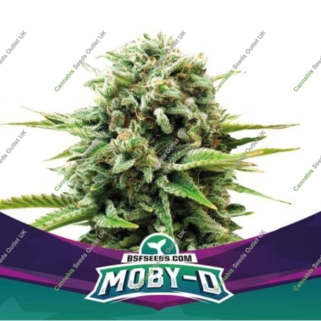 MobyD Marijuana Strain by Bigger Stronger Faster For Sale Online at Cannabis Seeds Outlet