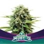 MobyD Marijuana Strain by Bigger Stronger Faster For Sale Online at Cannabis Seeds Outlet