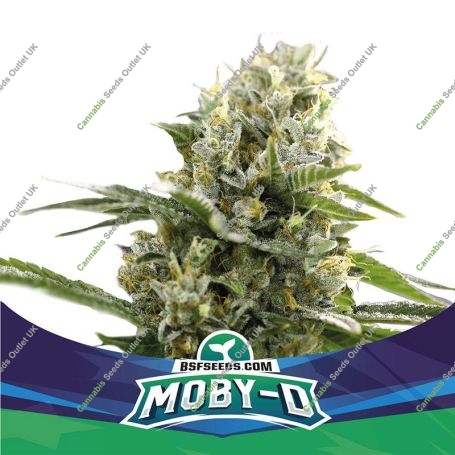 MobyD XXL Auto Marijuana Strain by Bigger Stronger Faster For Sale Online at Cannabis Seeds Outlet