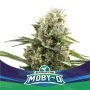 MobyD XXL Auto Marijuana Strain by Bigger Stronger Faster For Sale Online at Cannabis Seeds Outlet