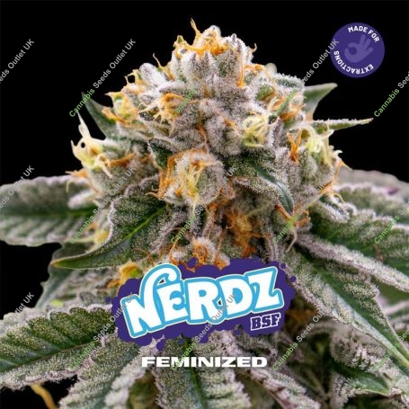 Nerdz Marijuana Strain by Bigger Stronger Faster For Sale Online at Cannabis Seeds Outlet