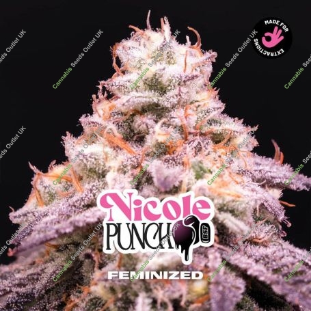 Nicole Punch Marijuana Strain by Bigger Stronger Faster For Sale Online at Cannabis Seeds Outlet