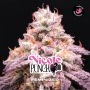 Nicole Punch Marijuana Strain by Bigger Stronger Faster For Sale Online at Cannabis Seeds Outlet