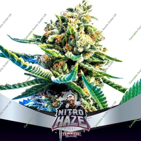 Nitro Haze Marijuana Strain by Bigger Stronger Faster For Sale Online at Cannabis Seeds Outlet