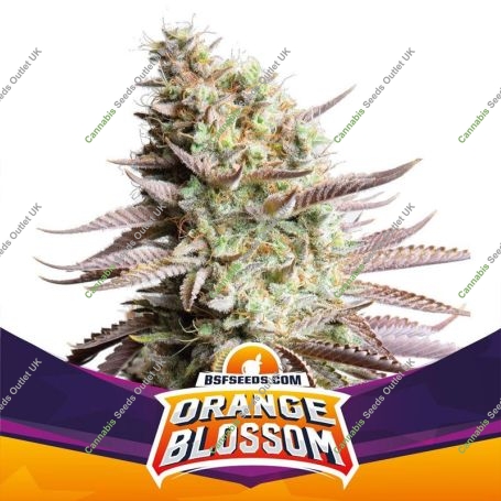 Orange Blossom Marijuana Strain by Bigger Stronger Faster For Sale Online at Cannabis Seeds Outlet