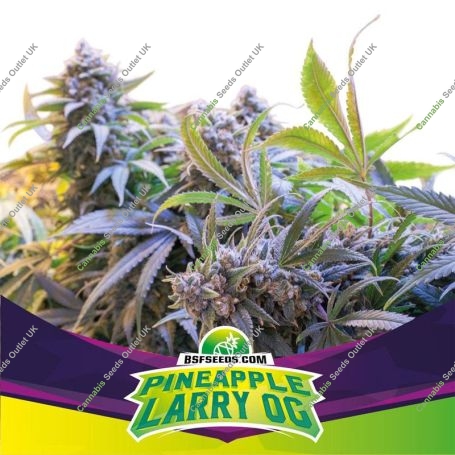 Pineapple Larry OG Marijuana Strain by Bigger Stronger Faster For Sale Online at Cannabis Seeds Outlet